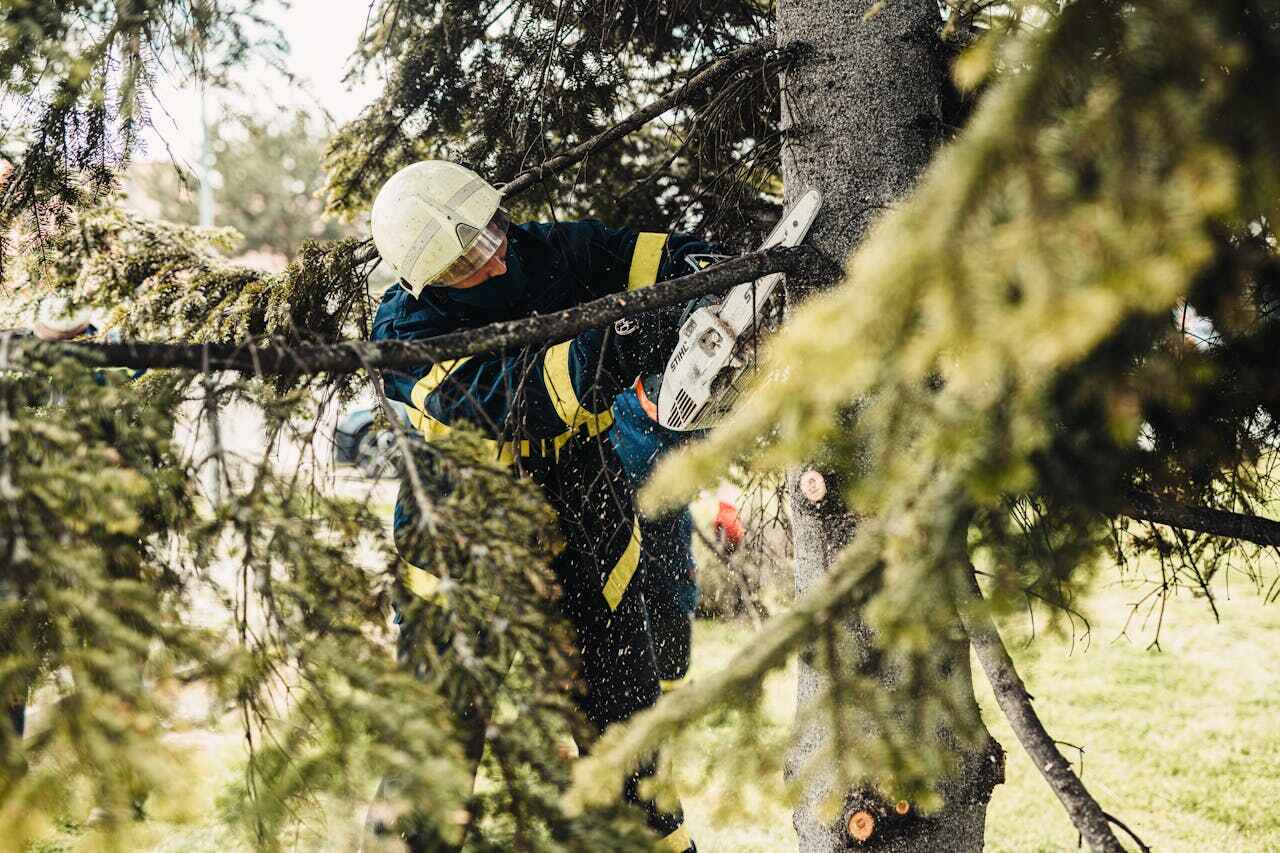 Best Tree Trimming Near Me  in USA